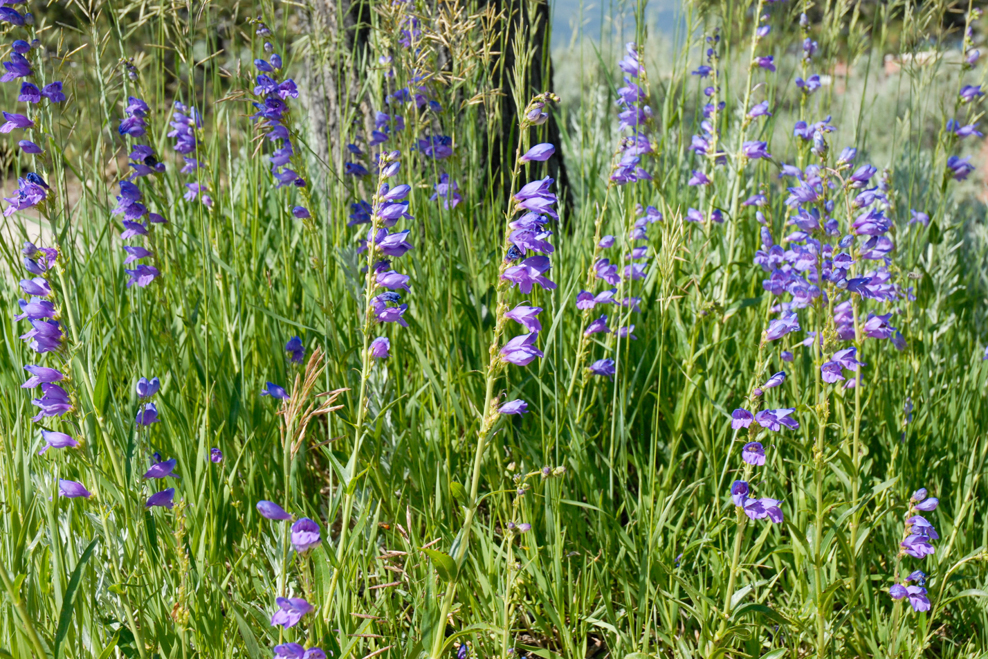Rocky Mountain Penstemon